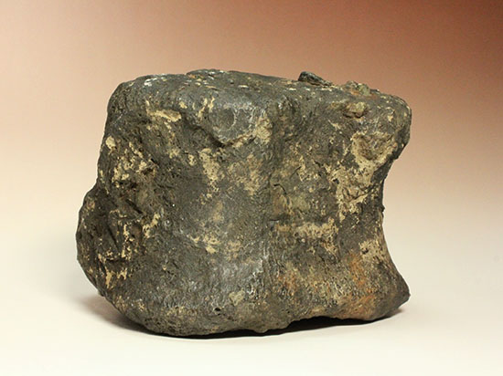 最初に記載された恐竜として名高いイグアノドンの脊椎骨(Iguanodon Vertebra)（その15）