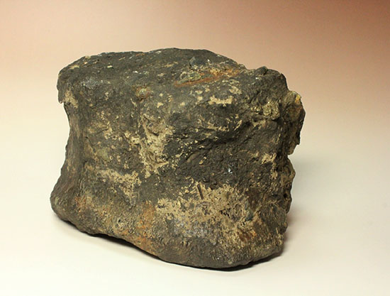 最初に記載された恐竜として名高いイグアノドンの脊椎骨(Iguanodon Vertebra)(その16)