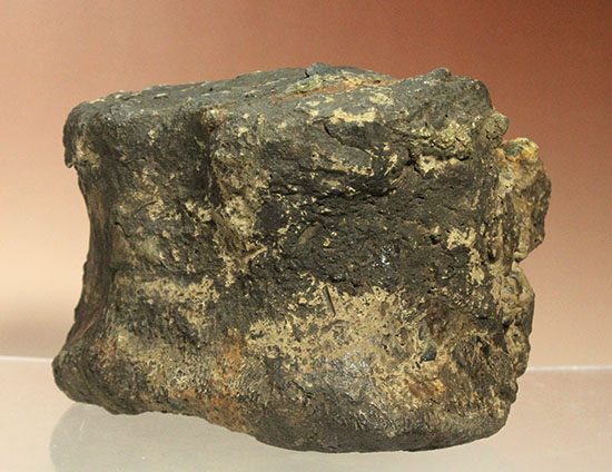 最初に記載された恐竜として名高いイグアノドンの脊椎骨(Iguanodon Vertebra)（その17）