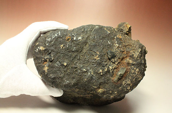 最初に記載された恐竜として名高いイグアノドンの脊椎骨(Iguanodon Vertebra)(その18)