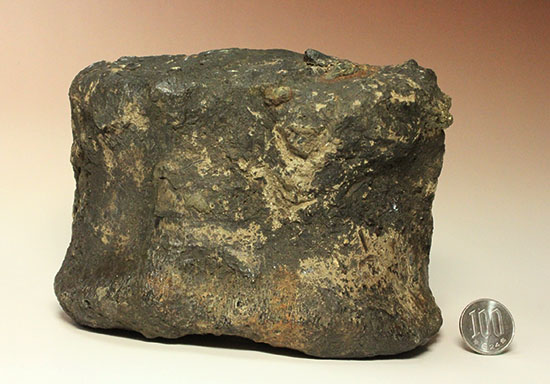 最初に記載された恐竜として名高いイグアノドンの脊椎骨(Iguanodon Vertebra)(その19)