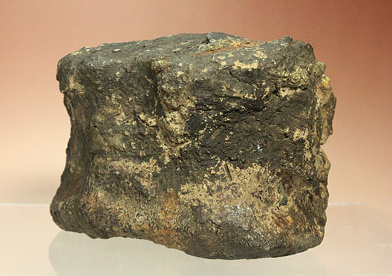 最初に記載された恐竜として名高いイグアノドンの脊椎骨(Iguanodon Vertebra)(その2)