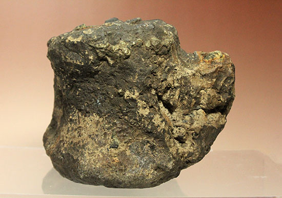 最初に記載された恐竜として名高いイグアノドンの脊椎骨(Iguanodon Vertebra)（その3）