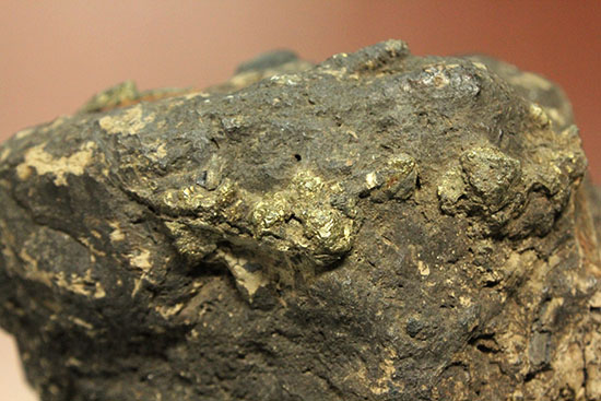 最初に記載された恐竜として名高いイグアノドンの脊椎骨(Iguanodon Vertebra)(その4)