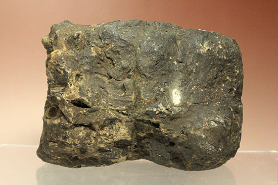 最初に記載された恐竜として名高いイグアノドンの脊椎骨(Iguanodon Vertebra)(その6)