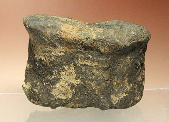 最初に記載された恐竜として名高いイグアノドンの脊椎骨(Iguanodon Vertebra)(その7)