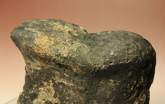 最初に記載された恐竜として名高いイグアノドンの脊椎骨(Iguanodon Vertebra)(その8)