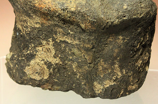 最初に記載された恐竜として名高いイグアノドンの脊椎骨(Iguanodon Vertebra)(その9)