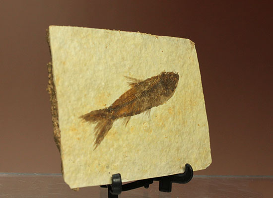 魚の化石 約10cm ニシン科の魚化石ナイティア(Knightia) 化石 販売