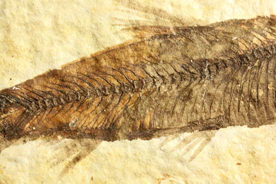 ニシン科の魚化石ナイティア(Knightia)（その9）