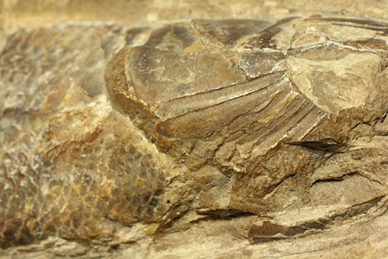 鱗の保存状態がすごい！鮮魚のような鱗をした魚化石（その12）