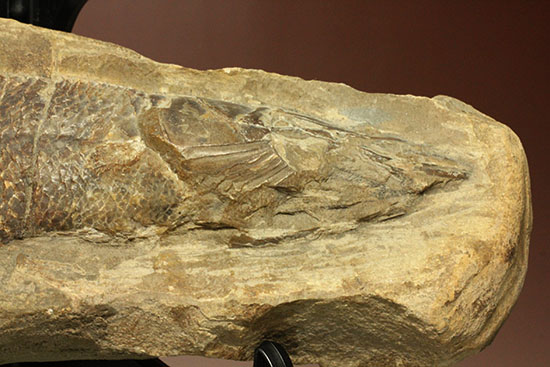 鱗の保存状態がすごい！鮮魚のような鱗をした魚化石（その3）