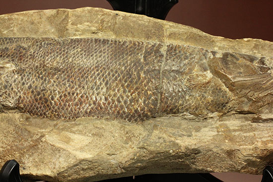 鱗の保存状態がすごい！鮮魚のような鱗をした魚化石（その4）