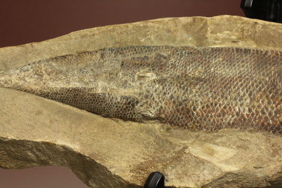 鱗の保存状態がすごい！鮮魚のような鱗をした魚化石（その5）