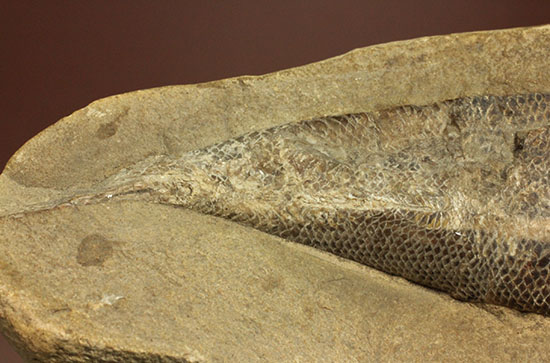 鱗の保存状態がすごい！鮮魚のような鱗をした魚化石（その6）
