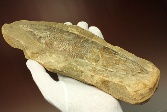 鱗の保存状態がすごい！鮮魚のような鱗をした魚化石（その9）