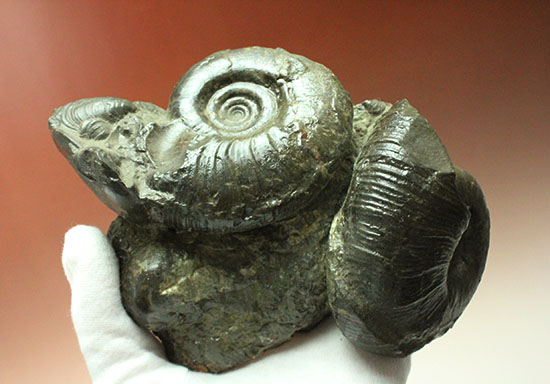 白亜紀の海を切り取ったかのような立体的な北海道産アンモナイトのマルチ標本（その1）