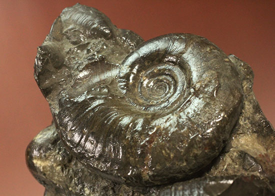 白亜紀の海を切り取ったかのような立体的な北海道産アンモナイトのマルチ標本（その10）