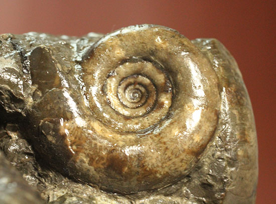 白亜紀の海を切り取ったかのような立体的な北海道産アンモナイトのマルチ標本（その12）