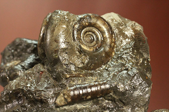 白亜紀の海を切り取ったかのような立体的な北海道産アンモナイトのマルチ標本（その13）