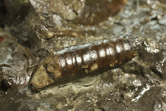白亜紀の海を切り取ったかのような立体的な北海道産アンモナイトのマルチ標本（その14）