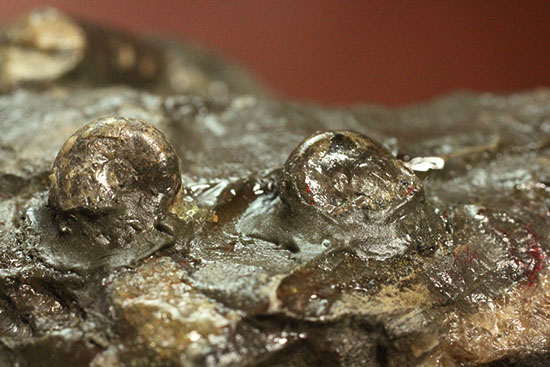 白亜紀の海を切り取ったかのような立体的な北海道産アンモナイトのマルチ標本（その15）