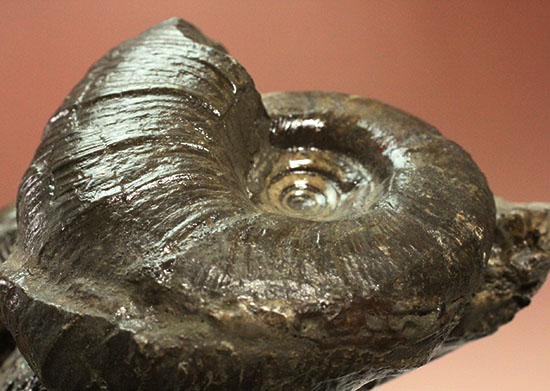 白亜紀の海を切り取ったかのような立体的な北海道産アンモナイトのマルチ標本（その16）