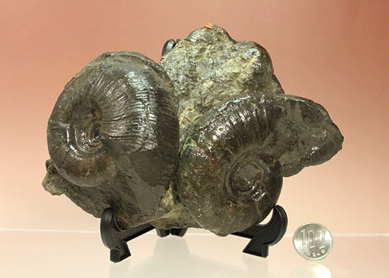 白亜紀の海を切り取ったかのような立体的な北海道産アンモナイトのマルチ標本（その17）