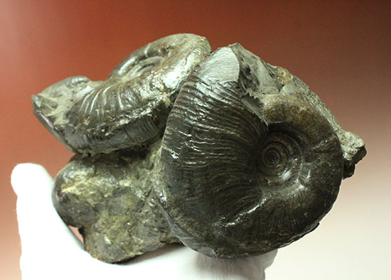 白亜紀の海を切り取ったかのような立体的な北海道産アンモナイトのマルチ標本（その2）