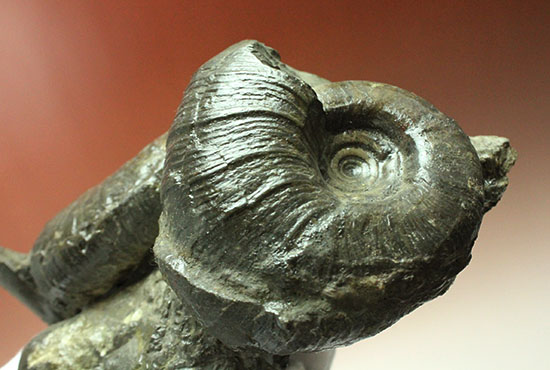 白亜紀の海を切り取ったかのような立体的な北海道産アンモナイトのマルチ標本（その4）