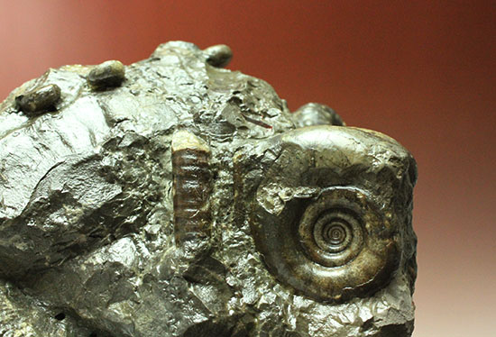 白亜紀の海を切り取ったかのような立体的な北海道産アンモナイトのマルチ標本（その5）