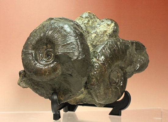 白亜紀の海を切り取ったかのような立体的な北海道産アンモナイトのマルチ標本（その7）