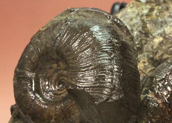 白亜紀の海を切り取ったかのような立体的な北海道産アンモナイトのマルチ標本（その8）