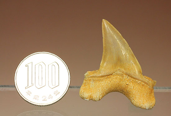 古代鮫オトダスの歯化石（その10）
