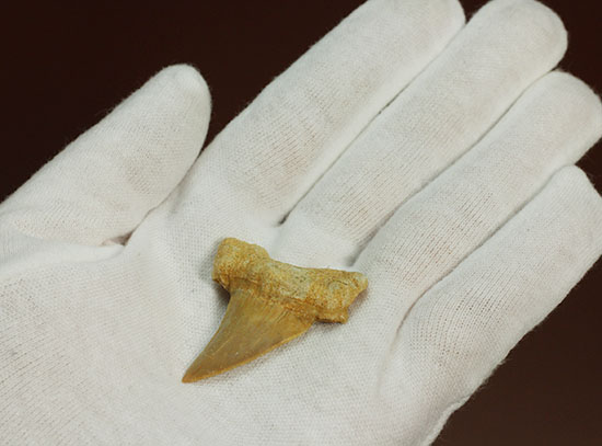古代鮫オトダスの歯化石（その2）