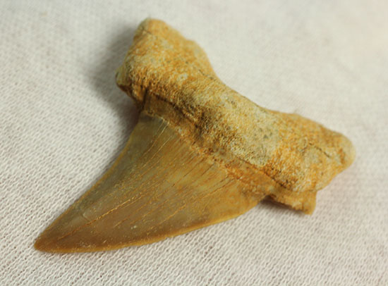 古代鮫オトダスの歯化石（その3）
