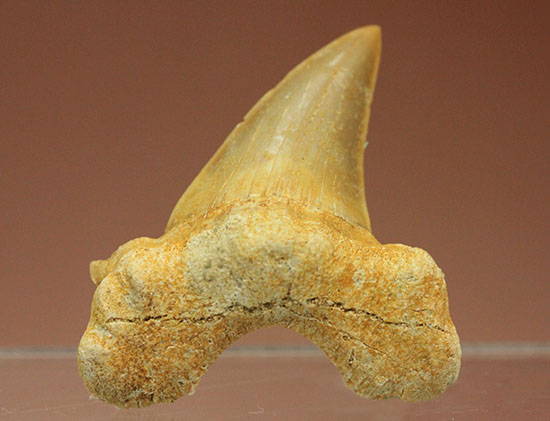 古代鮫オトダスの歯化石（その4）
