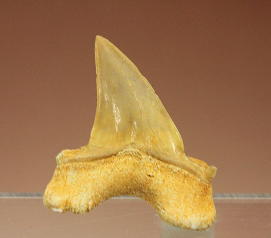 古代鮫オトダスの歯化石（その5）