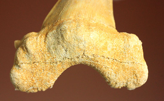 古代鮫オトダスの歯化石（その7）