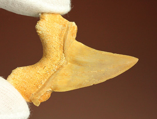 古代鮫オトダスの歯化石（その8）