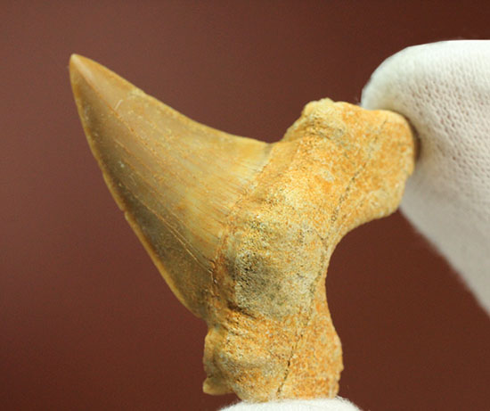 古代鮫オトダスの歯化石（その9）