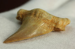 古代鮫オトダスの歯化石