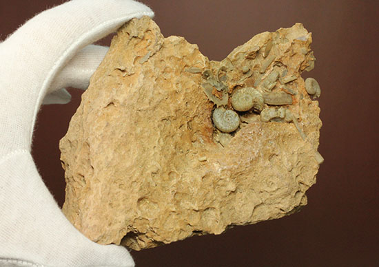 不思議な質感が魅力的なフランス産アンモナイト(Ammonite)（その11）
