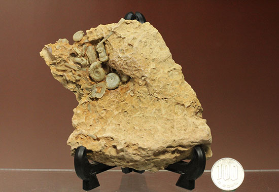 不思議な質感が魅力的なフランス産アンモナイト(Ammonite)（その12）