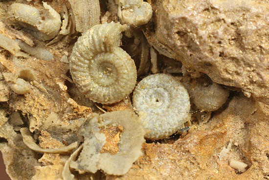 不思議な質感が魅力的なフランス産アンモナイト(Ammonite)（その3）