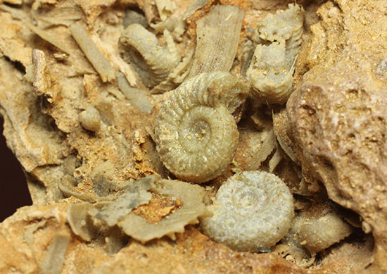 不思議な質感が魅力的なフランス産アンモナイト(Ammonite)（その7）