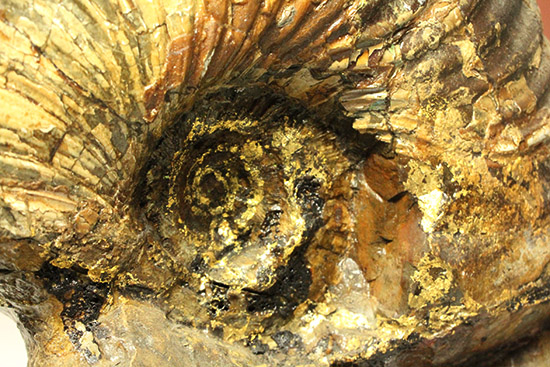一部黄鉄鉱化が確認できます！北海道産アンモナイト(Ammonite)（その12）