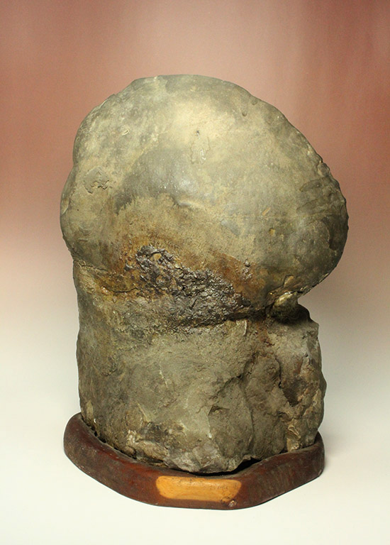 一部黄鉄鉱化が確認できます！北海道産アンモナイト(Ammonite)（その9）
