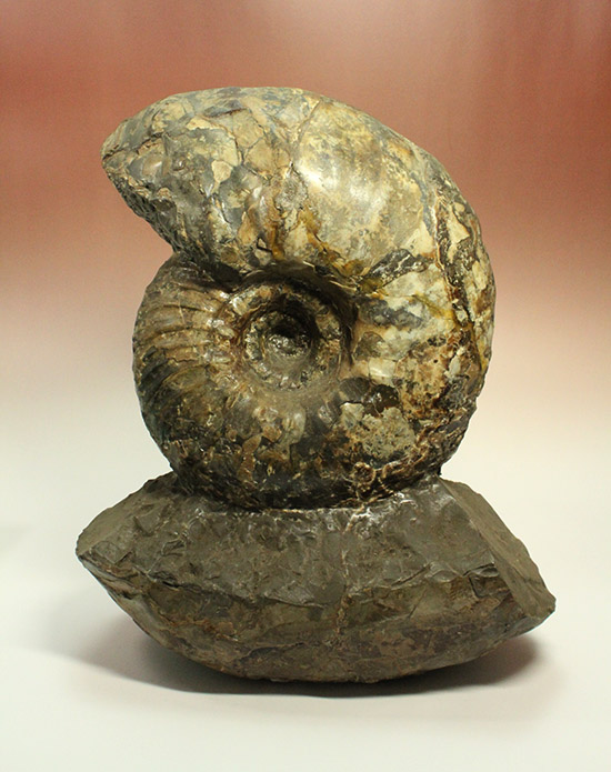 いきなり価格交渉可能！存在感が規格外！たたずまいに惚れたら「買い」な北海道産アンモナイト(Ammonite)（その1）