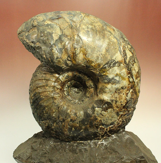いきなり価格交渉可能！存在感が規格外！たたずまいに惚れたら「買い」な北海道産アンモナイト(Ammonite)（その2）